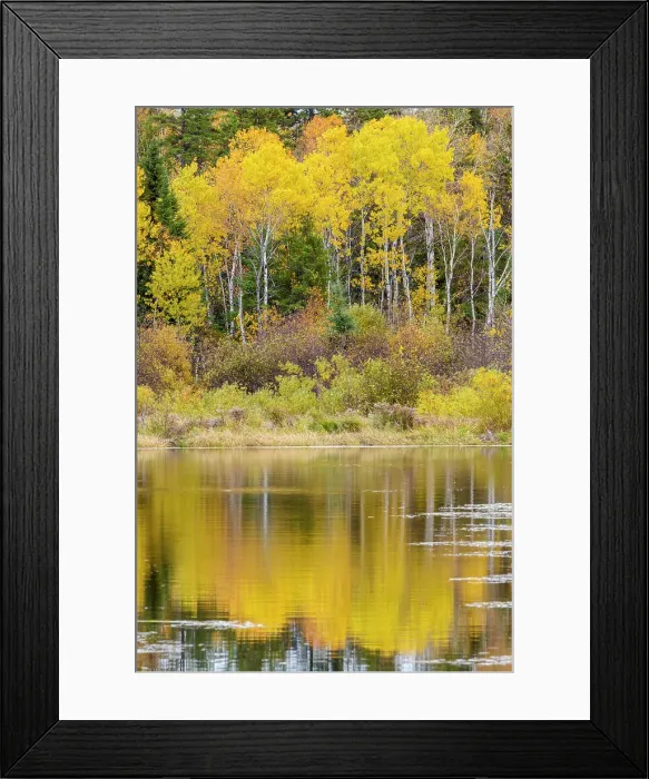 Framed Print : Autumn aspens reflected in a beaver pond, Greater Sudbury, Ontario, Canada Framed Print : Autumn aspens reflected in a beaver pond, Greater Sudbury, Ontario, Canada