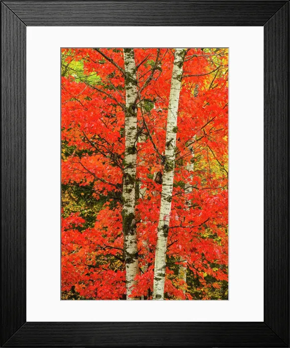 Framed Print : Autumn red maple foliage, Greater Sudbury, Ontario, Canada Framed Print : Autumn red maple foliage, Greater Sudbury, Ontario, Canada