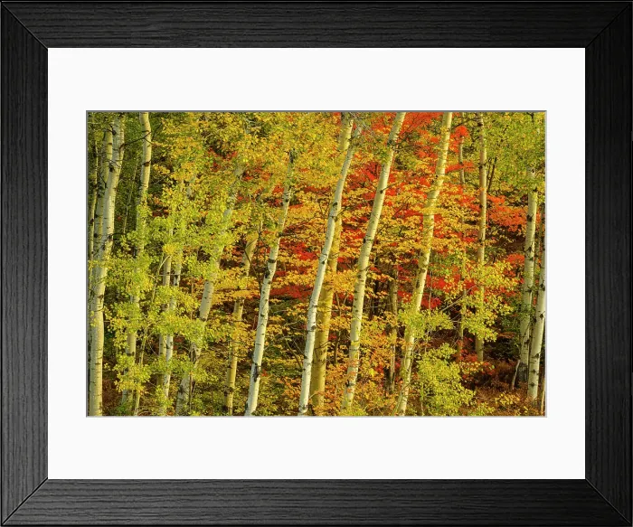 Framed Print : Autumn red maple among aspen tree trunks, Greater Sudbury, Ontario, Canada Framed Print : Autumn red maple among aspen tree trunks, Greater Sudbury, Ontario, Canada