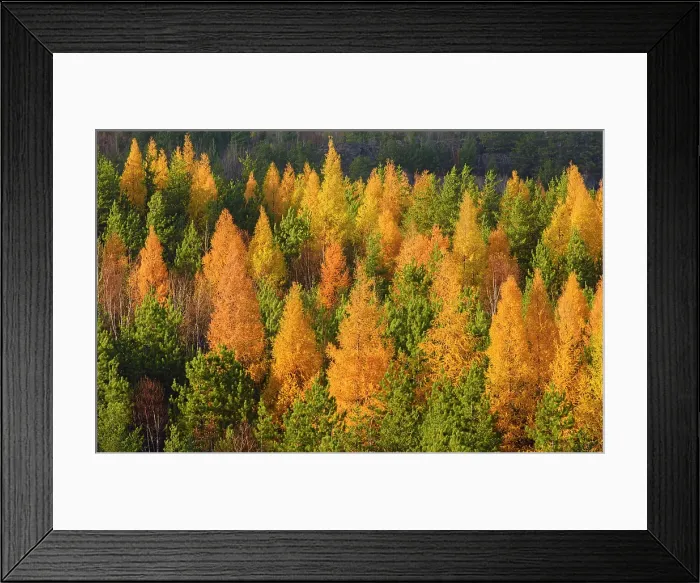 Framed Print : A mix of autumn larches and pine trees, Greater Sudbury, Ontario, Canada