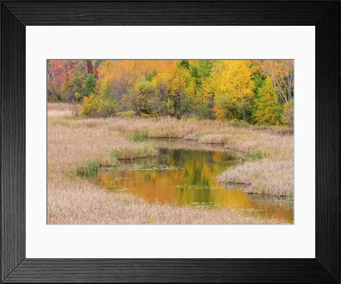 Framed Print : Autumn aspens on a hillside reflected in Lily Creek, Greater Sudbury, Ontario, Canada Framed Print : Autumn aspens on a hillside reflected in Lily Creek, Greater Sudbury, Ontario, Canada