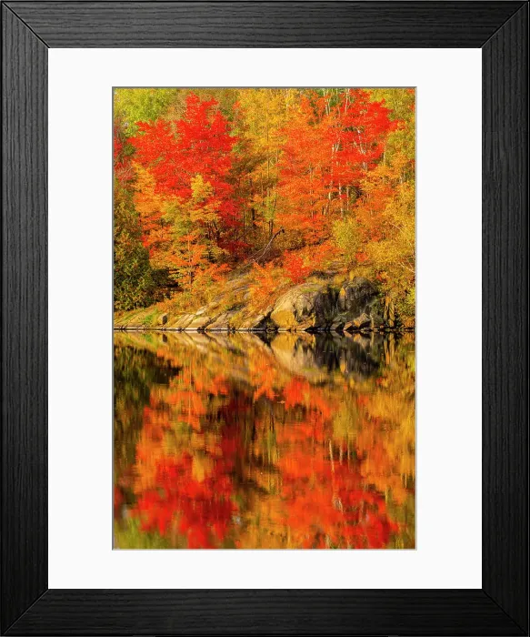 Framed Print : Autumn foliage along the shore of Simon Lake, Greater Sudbury, Ontario, Canada Framed Print : Autumn foliage along the shore of Simon Lake, Greater Sudbury, Ontario, Canada
