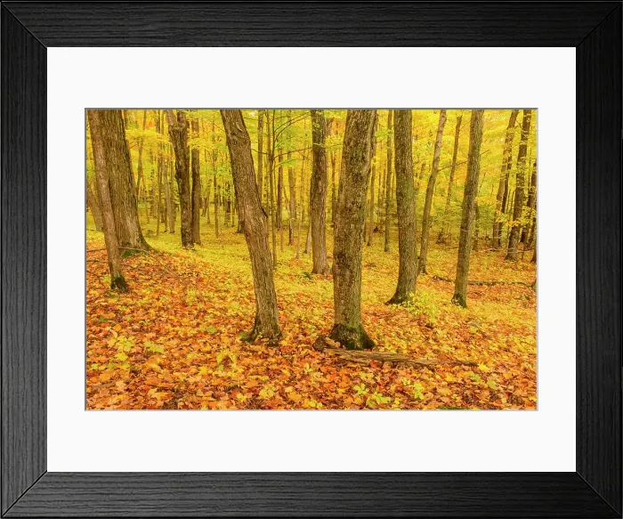 Framed Print : Inside an autumn woodland, Perivale, Manitoulin Island, Ontario, Canada Framed Print : Inside an autumn woodland, Perivale, Manitoulin Island, Ontario, Canada