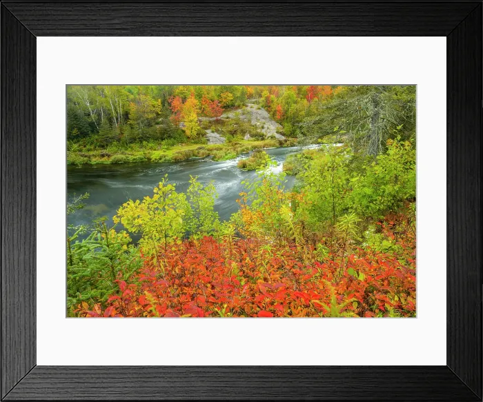 Framed Print : Autumn honeysuckle overlooking Junction Creek, Greater Sudbury, Ontario, Canada Framed Print : Autumn honeysuckle overlooking Junction Creek, Greater Sudbury, Ontario, Canada