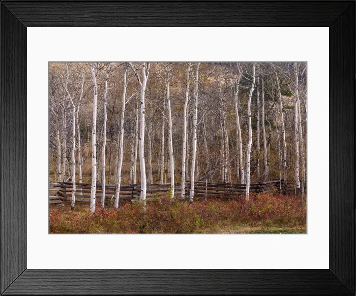 Framed Print : Aspen trees on the grounds of Tsylos Lodge, Chilcotin Wilderness, British Columbia, Canada Framed Print : Aspen trees on the grounds of Tsylos Lodge, Chilcotin Wilderness, British Columbia, Canada