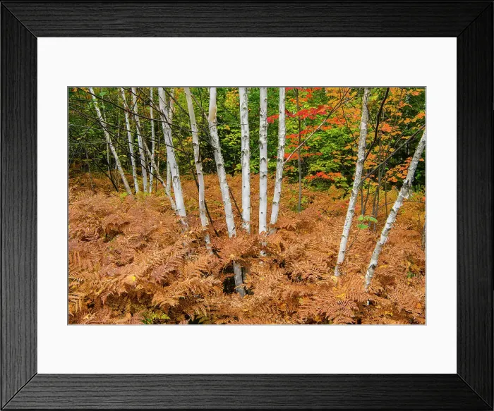 Framed Print : Bracken fern in a birch woodlot understory in early autumn, Greater Sudbury, Ontario, Canada