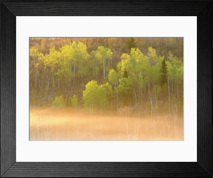 Framed Print : Emerging spring foliage in an aspen woodland overlooking a misty bog, Greater Sudbury, Ontario, Canada Framed Print : Emerging spring foliage in an aspen woodland overlooking a misty bog, Greater Sudbury, Ontario, Canada