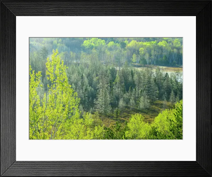 Framed Print : Spring trees and disapating morning fog, Greater Sudbury, Ontario, Canada Framed Print : Spring trees and disapating morning fog, Greater Sudbury, Ontario, Canada