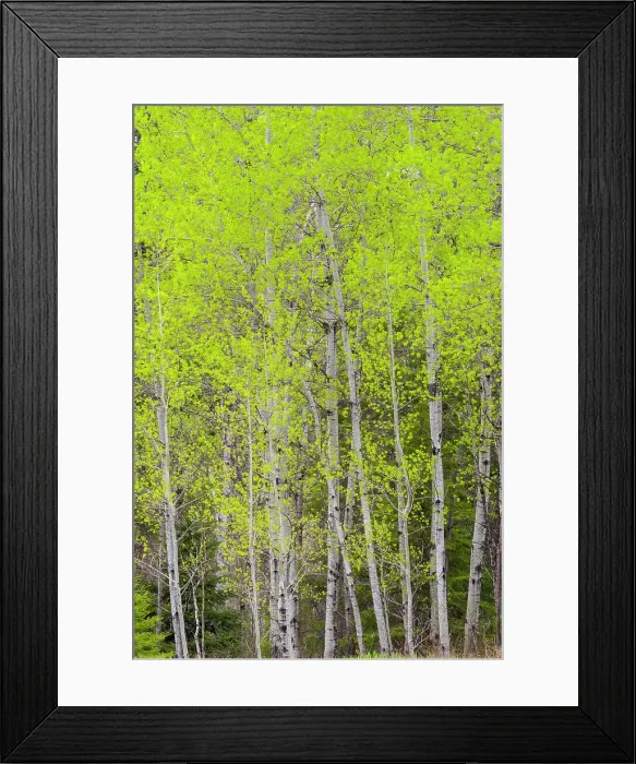 Framed Print : Emerging spring foliage in an aspen woodlot, Greater Sudbury, Ontario, Canada Framed Print : Emerging spring foliage in an aspen woodlot, Greater Sudbury, Ontario, Canada