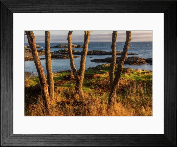 Framed Print : Shoreline trees, Neck Point Municipal Park, Nanaimo, British Columbia, Canada Framed Print : Shoreline trees, Neck Point Municipal Park, Nanaimo, British Columbia, Canada