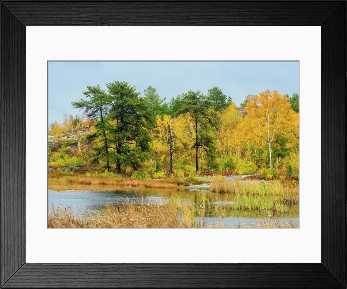 Framed Print : Biodiversity in the Sudbury Basin- Autumn trees, pines and wetlands, Greater Sudbury, Ontario, Canada Framed Print : Biodiversity in the Sudbury Basin- Autumn trees, pines and wetlands, Greater Sudbury, Ontario, Canada