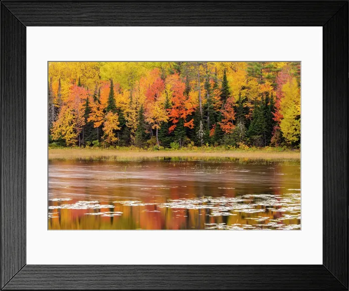 Framed Print : Autumn reflections in a beaver pond, Meilleurs Bay, Pt. Alexander, Ontario, Canada Framed Print : Autumn reflections in a beaver pond, Meilleurs Bay, Pt. Alexander, Ontario, Canada