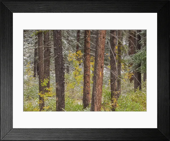 Framed Print : Fresh snow on understory shrubs in a lodgepole pine forest, Banff National Park, Alberta, Canada Framed Print : Fresh snow on understory shrubs in a lodgepole pine forest, Banff National Park, Alberta, Canada