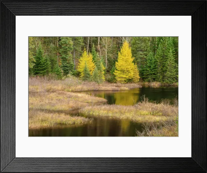 Framed Print : Eastern larch in autumn colour at the edge of a pond, Lake Superior Provincial Park, Ontario, Canada Framed Print : Eastern larch in autumn colour at the edge of a pond, Lake Superior Provincial Park, Ontario, Canada