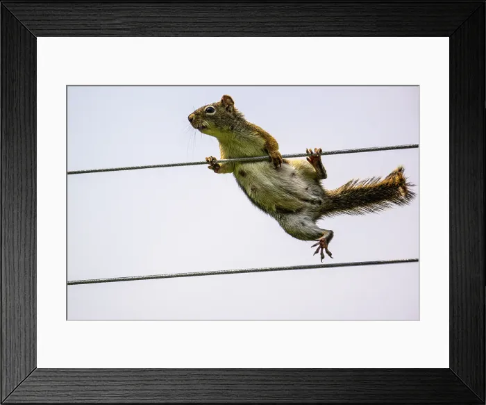Framed Print : Red squirrel (Tamiasciurus hudsonicus) Climbing clothesline to bird seed feeder, Greater Sudbury, Ontario, Canada Framed Print : Red squirrel (Tamiasciurus hudsonicus) Climbing clothesline to bird seed feeder, Greater Sudbury, Ontario, Canada
