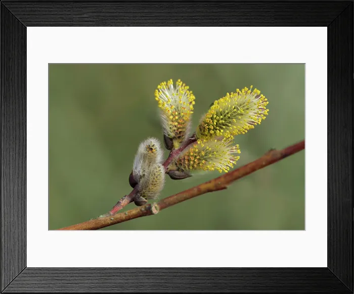 Framed Print : Willow catkins (Salix sp.) in spring (pussy willows) Winnipeg, Manitoba, Canada Framed Print : Willow catkins (Salix sp.) in spring (pussy willows) Winnipeg, Manitoba, Canada