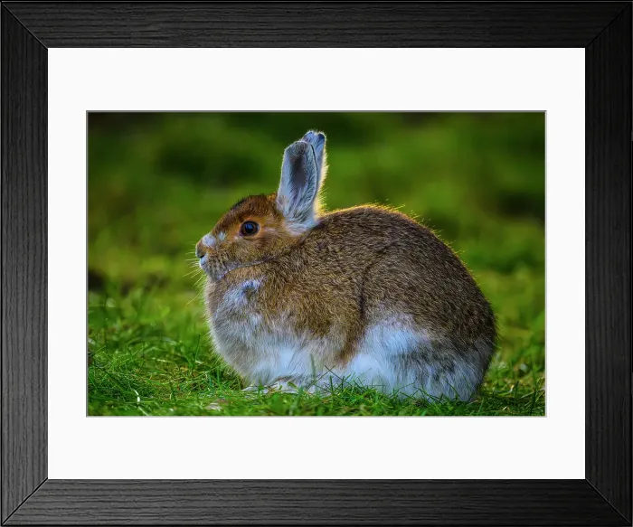 Framed Print : Varying hare (Lepus americanus), Greater Subdury, Ontario, Canada Framed Print : Varying hare (Lepus americanus), Greater Subdury, Ontario, Canada
