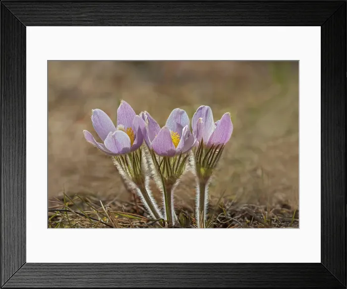 Framed Print : Prairie crocus (Anemone patens) flower blooming in early spring onthe Canadian prairie. Little Mountain Park. Winnipeg, Manitoba, Canada Framed Print : Prairie crocus (Anemone patens) flower blooming in early spring onthe Canadian prairie. Little Mountain Park. Winnipeg, Manitoba, Canada