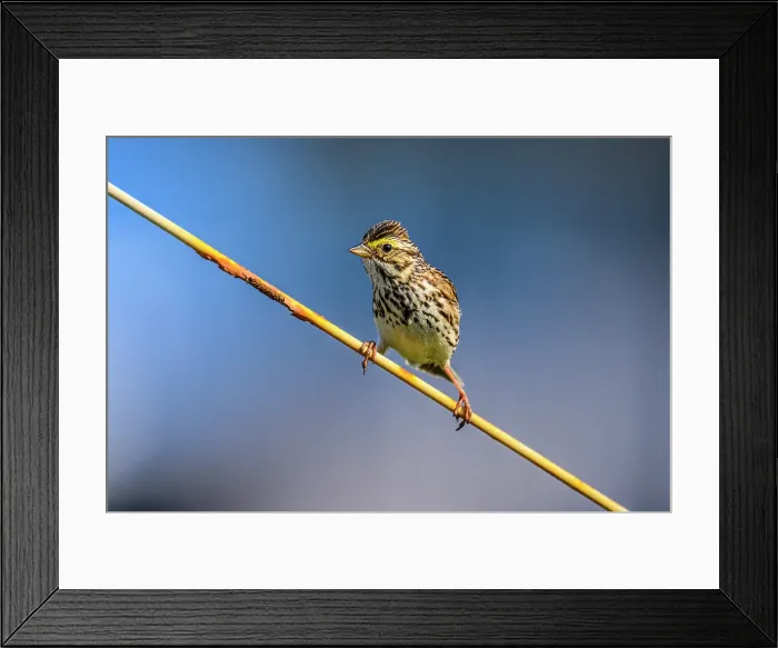Framed Print : Savannah sparrow (Passerculus sandwichensis), Beresford, New Brunswick, Canada Framed Print : Savannah sparrow (Passerculus sandwichensis), Beresford, New Brunswick, Canada
