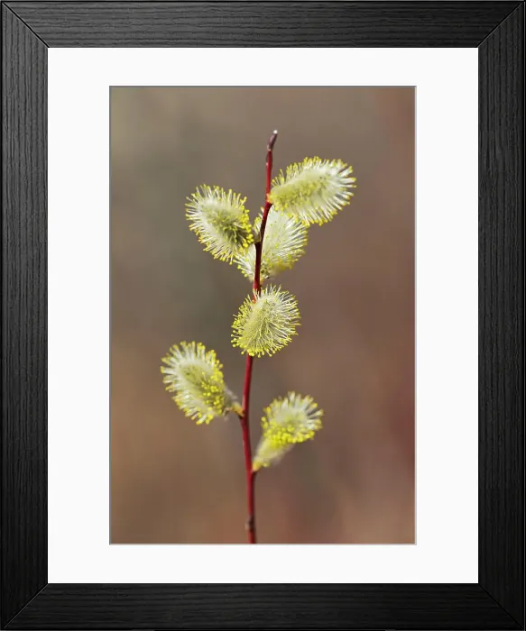Framed Print : Willow catkins (flowers) Salix sp.. Little Mountain Park, Winnipeg, Manitoba, Canada Framed Print : Willow catkins (flowers) Salix sp.. Little Mountain Park, Winnipeg, Manitoba, Canada