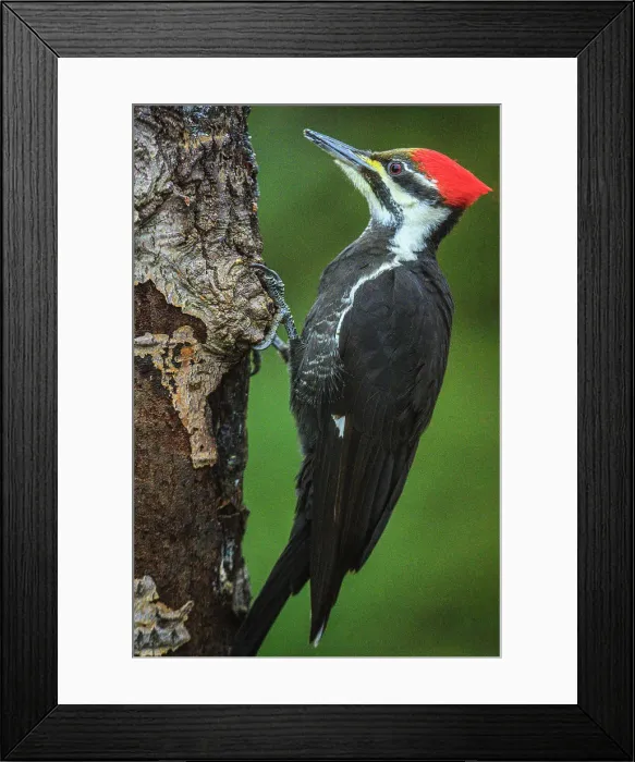 Framed Print : Pileated woodpecker (Dryocopus pileatus), Greater Subdury, Ontario, Canada