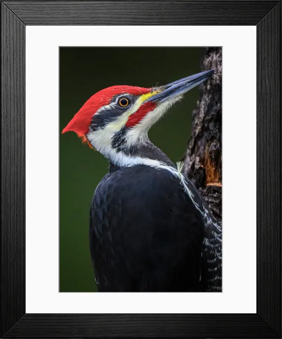 Framed Print : Pileated woodpecker (Dryocopus pileatus), Greater Subdury, Ontario, Canada