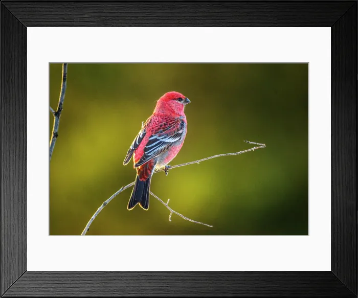 Framed Print : Pine grosbeak ( Pinicola enucleator) Male winter visitor, Greater Subdury, Ontario, Canada Framed Print : Pine grosbeak ( Pinicola enucleator) Male winter visitor, Greater Subdury, Ontario, Canada