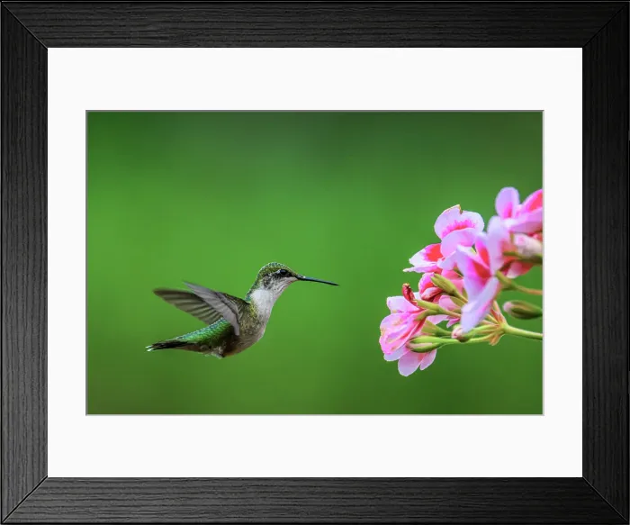 Framed Print : Hummingbird, Ontario, Canada Framed Print : Hummingbird, Ontario, Canada
