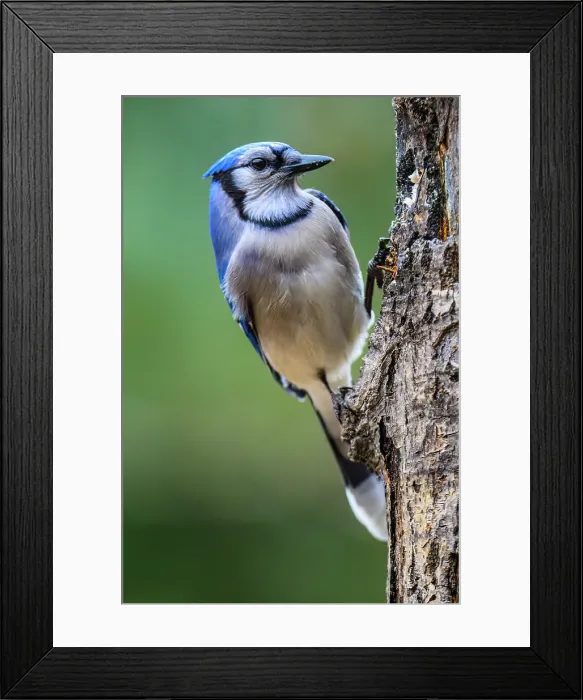 Framed Print : Blue jay (Cyanocitta cristata), Greater Subdury, Ontario, Canada Framed Print : Blue jay (Cyanocitta cristata), Greater Subdury, Ontario, Canada
