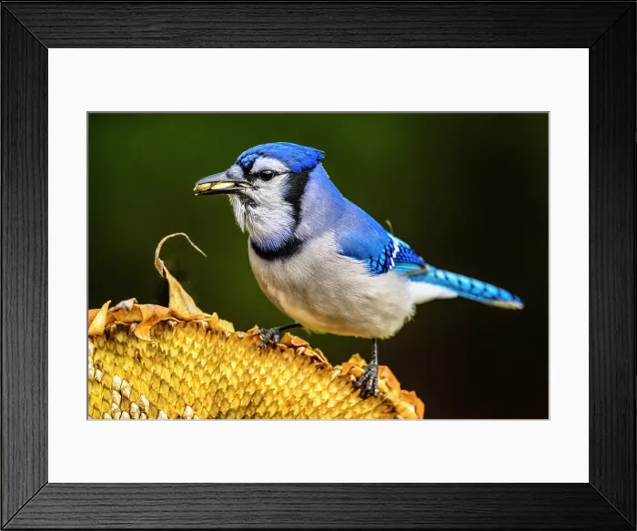 Framed Print : Blue jay (Cyanocitta cristata), Greater Subdury, Ontario, Canada