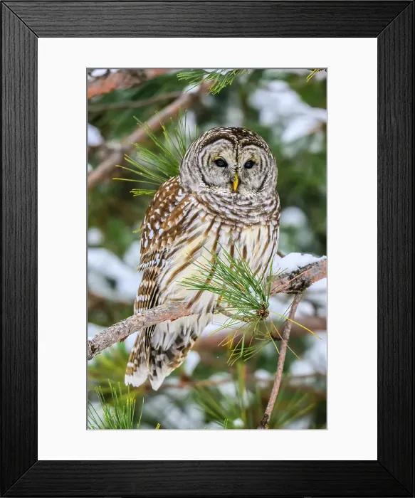 Framed Print : Barred owl (Strix varia) winter, Greater Sudbury, Ontario, Canada Framed Print : Barred owl (Strix varia) winter, Greater Sudbury, Ontario, Canada