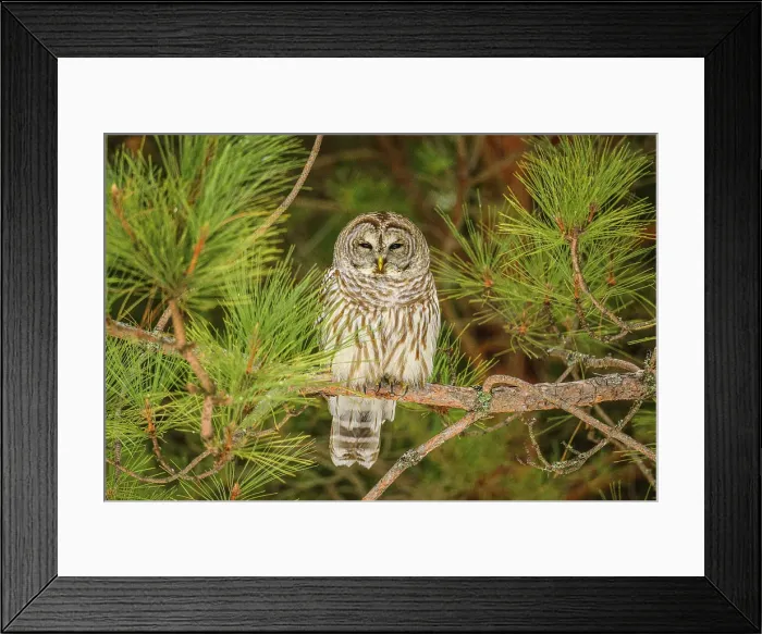 Framed Print : Barred owl (Strix varia). Roosting, Greater Sudbury, Ontario, Canada Framed Print : Barred owl (Strix varia). Roosting, Greater Sudbury, Ontario, Canada