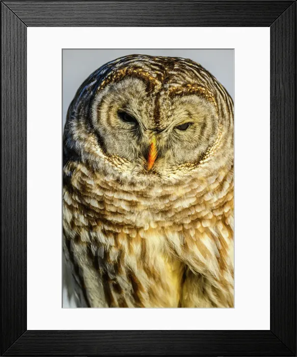Framed Print : Barred owl (Strix varia) hunting in winter, Greater Subdury, Ontario, Canada Framed Print : Barred owl (Strix varia) hunting in winter, Greater Subdury, Ontario, Canada
