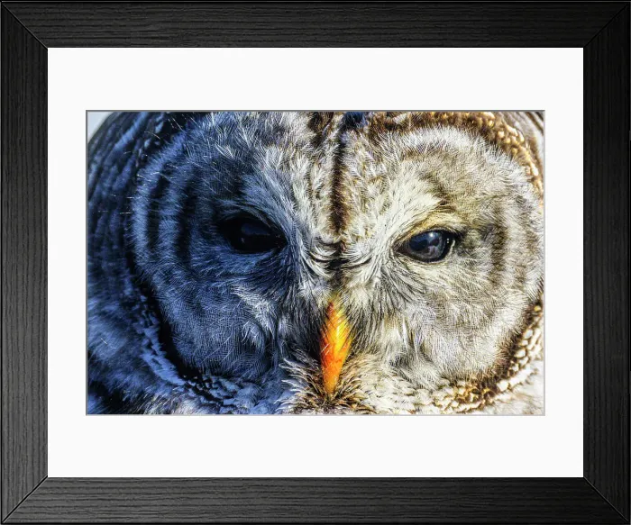 Framed Print : Barred owl (Strix varia) hunting in winter, Greater Subdury, Ontario, Canada Framed Print : Barred owl (Strix varia) hunting in winter, Greater Subdury, Ontario, Canada