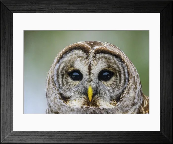 Framed Print : Barred owl (Strix varia) winter, Greater Sudbury, Ontario, Canada Framed Print : Barred owl (Strix varia) winter, Greater Sudbury, Ontario, Canada