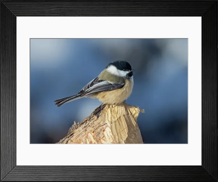 Framed Print : Black-capped chickadee (Poecile atricapillus) in the Seine River Forest. Winnipeg Manitoba Canada Framed Print : Black-capped chickadee (Poecile atricapillus) in the Seine River Forest. Winnipeg Manitoba Canada