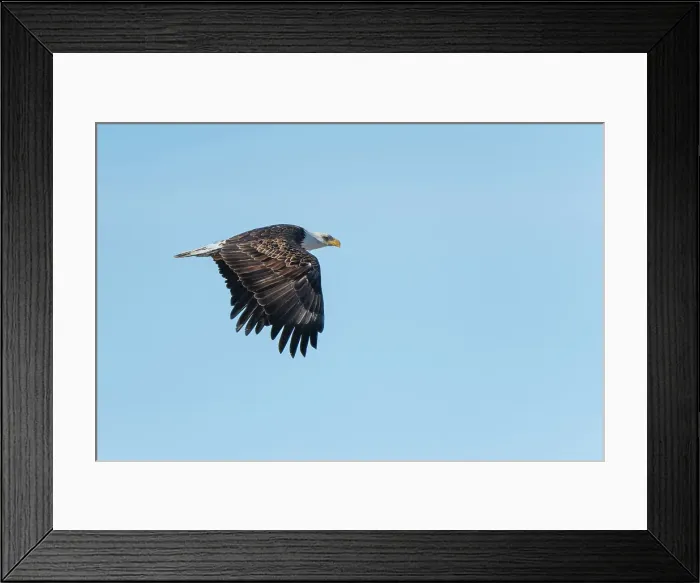 Framed Print : The bald eagle (Haliaeetus leucocephalus) flying, Fannystelle, Manitoba, Canada