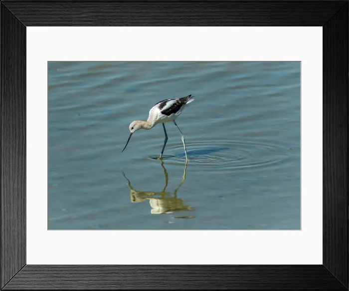 Framed Print : American avocet (Recurvirostra americana) Reed Lake, Saskatchewan, Canada Framed Print : American avocet (Recurvirostra americana) Reed Lake, Saskatchewan, Canada