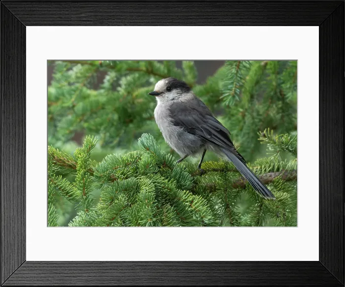 Framed Print : Canada jay (Perisoreus canadensis), also known as gray jay and whisky jack, Melita, Manitoba, Canada Framed Print : Canada jay (Perisoreus canadensis), also known as gray jay and whisky jack, Melita, Manitoba, Canada