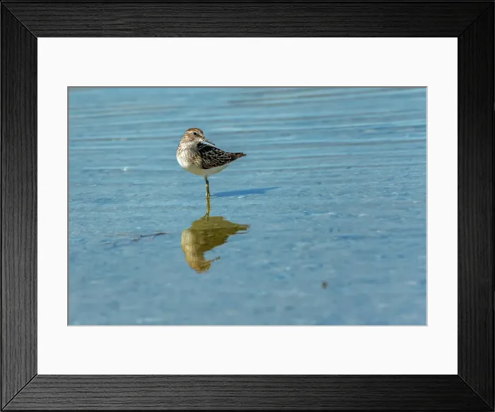 Framed Print : Least sandpiper (Calidris minutilla) Reed Lake, Saskatchewan, Canada Framed Print : Least sandpiper (Calidris minutilla) Reed Lake, Saskatchewan, Canada