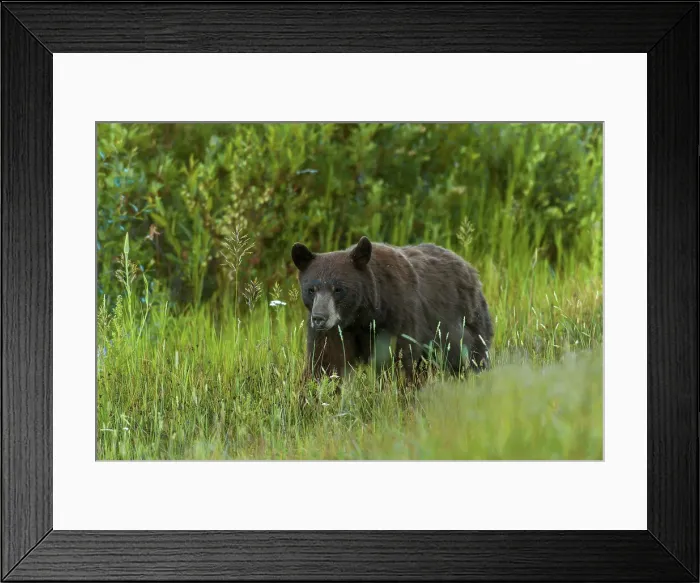 Framed Print : American black bear (Ursus americanus) Banff National Park Alberta Canada Framed Print : American black bear (Ursus americanus) Banff National Park Alberta Canada