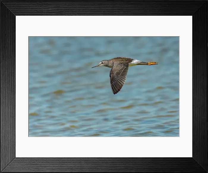 Framed Print : Llesser yellowlegs (Tringa flavipes) in flight Reed Lake, Saskatchewan, Canada Framed Print : Llesser yellowlegs (Tringa flavipes) in flight Reed Lake, Saskatchewan, Canada