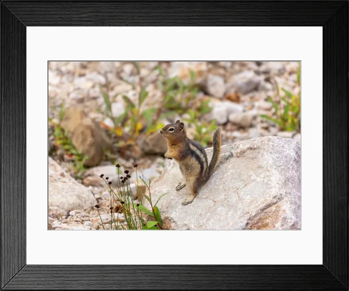 Framed Print : The golden-mantled ground squirrel (Callospermophilus lateralis) on the trail leading to Edith Cavell Pond. Jasper National Park, Alberta, Canada Framed Print : The golden-mantled ground squirrel (Callospermophilus lateralis) on the trail leading to Edith Cavell Pond. Jasper National Park, Alberta, Canada