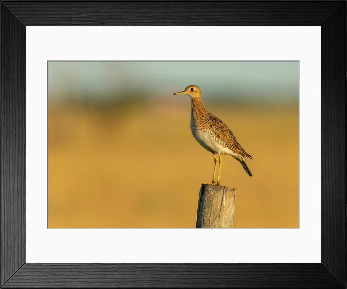 Framed Print : Upland sandpiper (Bartramia longicauda) on fence post, Melita, Manitoba, Canada Framed Print : Upland sandpiper (Bartramia longicauda) on fence post, Melita, Manitoba, Canada