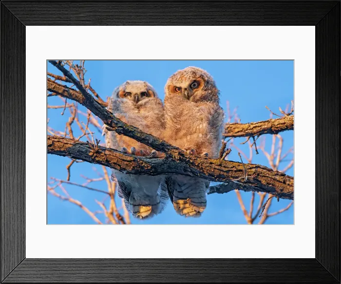 Framed Print : Great horned owllets (Bubo virginianus) perched in deciduous tree at sunset. Bunn's Creek Park. Winnipeg, Manitoba, Canada Framed Print : Great horned owllets (Bubo virginianus) perched in deciduous tree at sunset. Bunn's Creek Park. Winnipeg, Manitoba, Canada