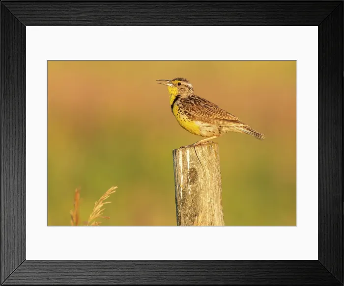 Framed Print : Western Meadowlark (Sturnella neglecta) on fence post, Melita, Manitoba, Canada Framed Print : Western Meadowlark (Sturnella neglecta) on fence post, Melita, Manitoba, Canada