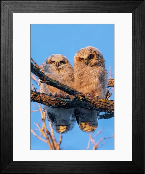 Framed Print : Great horned owllets (Bubo virginianus) perched in deciduous tree at sunset. Bunn's Creek Park. Winnipeg, Manitoba, Canada Framed Print : Great horned owllets (Bubo virginianus) perched in deciduous tree at sunset. Bunn's Creek Park. Winnipeg, Manitoba, Canada