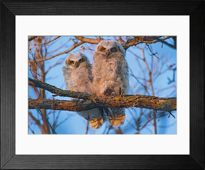 Framed Print : Great horned owllets (Bubo virginianus) perched in deciduous tree at sunset. Bunn's Creek Park. Winnipeg, Manitoba, Canada Framed Print : Great horned owllets (Bubo virginianus) perched in deciduous tree at sunset. Bunn's Creek Park. Winnipeg, Manitoba, Canada