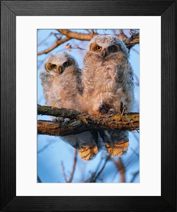 Framed Print : Great horned owllets (Bubo virginianus) perched in deciduous tree at sunset. Bunn's Creek Park. Winnipeg, Manitoba, Canada Framed Print : Great horned owllets (Bubo virginianus) perched in deciduous tree at sunset. Bunn's Creek Park. Winnipeg, Manitoba, Canada
