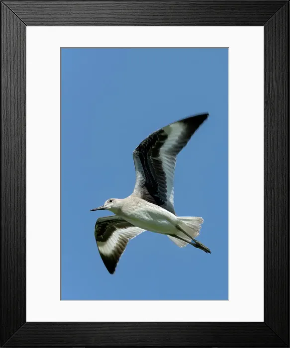 Framed Print : Willet (Tringa semipalmata) in flight, Melita, Manitoba, Canada